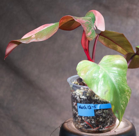 Variegated Philodendron Strawberry Shake in a Nursery Pot - Pink Strawberry Shake RARE Collector Plant - Live Indoor Plant - US seller
