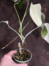 Variegated Monstera Albo Plant - Rare Indoor White Monstera Albo Borsigiana Plant - Mature Plant - US Seller - Rare Houseplant - Exact Plant