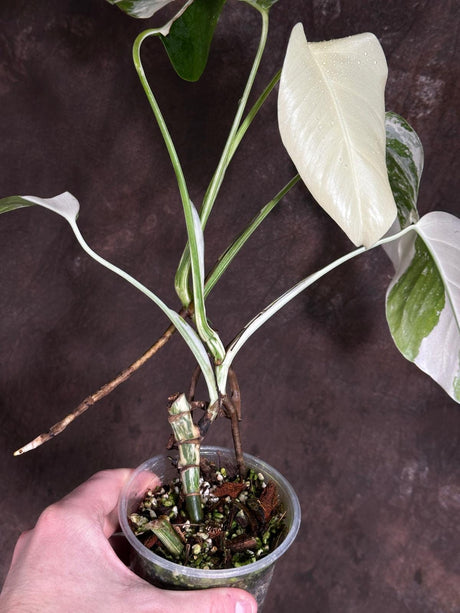 Variegated Monstera Albo Plant - Rare Indoor White Monstera Albo Borsigiana Plant - Mature Plant - US Seller - Rare Houseplant - Exact Plant