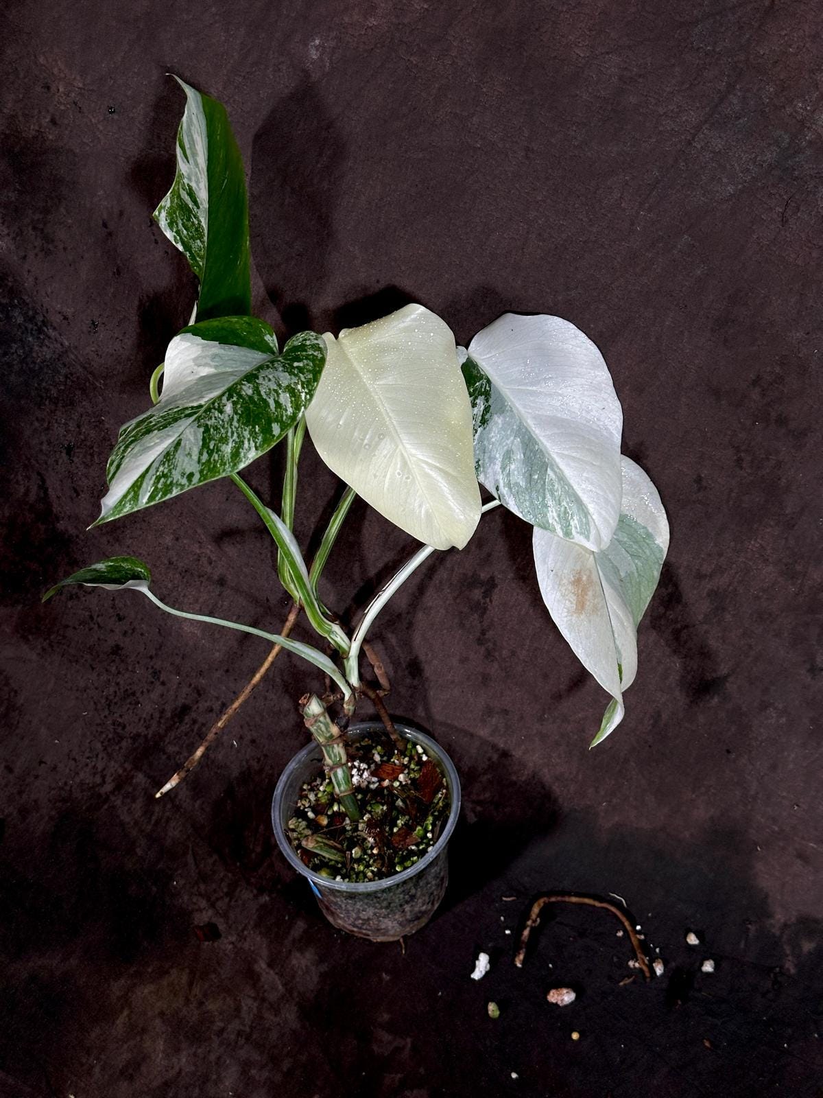 Variegated Monstera Albo Plant - Rare Indoor White Monstera Albo Borsigiana Plant - Mature Plant - US Seller - Rare Houseplant - Exact Plant
