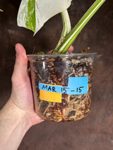 Variegated Monstera Albo Plant - Rare Indoor White Monstera Albo Borsigiana Plant - Large Form - US Seller -Rare Houseplant - Exact Plant