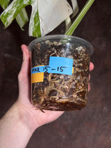 Variegated Monstera Albo Plant - Rare Indoor White Monstera Albo Borsigiana Plant - Large Form - US Seller -Rare Houseplant - Exact Plant