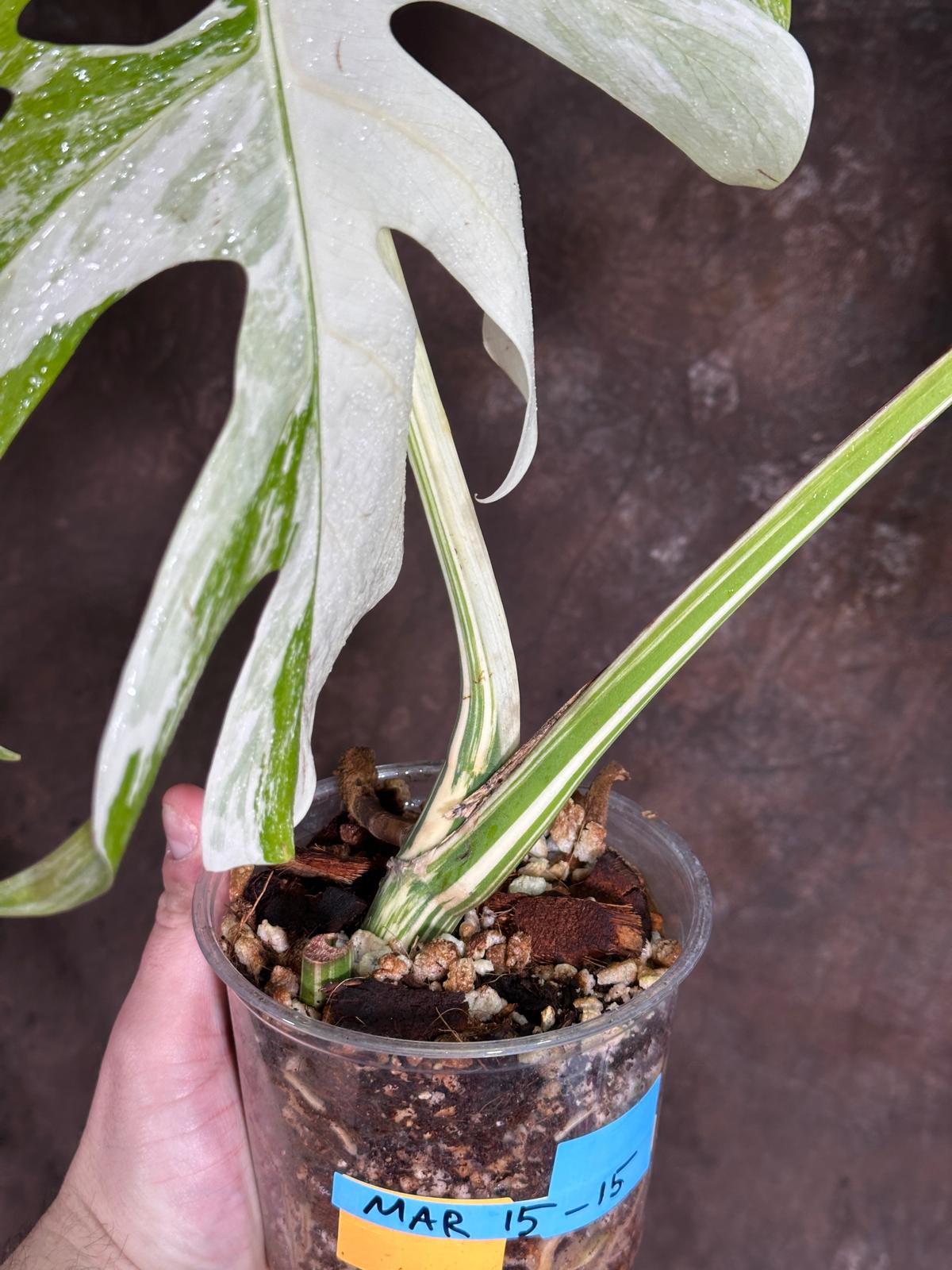 Variegated Monstera Albo Plant - Rare Indoor White Monstera Albo Borsigiana Plant - Large Form - US Seller -Rare Houseplant - Exact Plant