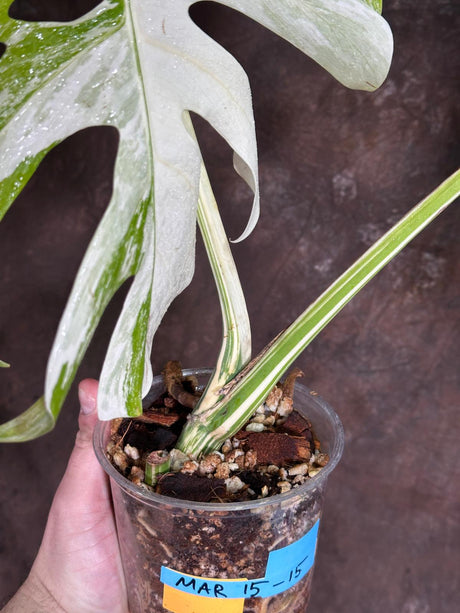 Variegated Monstera Albo Plant - Rare Indoor White Monstera Albo Borsigiana Plant - Large Form - US Seller -Rare Houseplant - Exact Plant