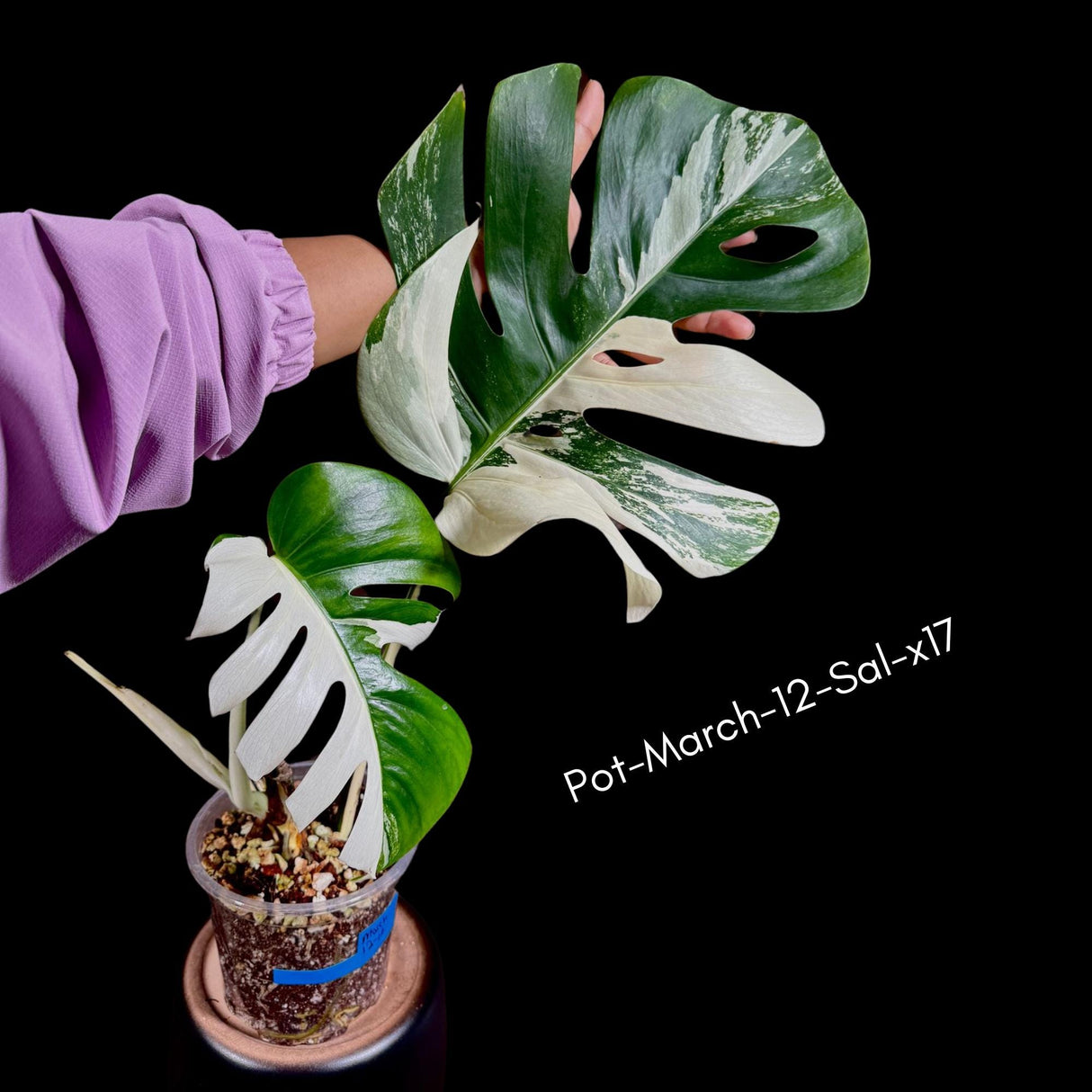 Monstera Albo - Rare Variegated Monstera Borsigiana Albo - Rare Collector Plant - White Monstera Albo Live Plant - USA seller