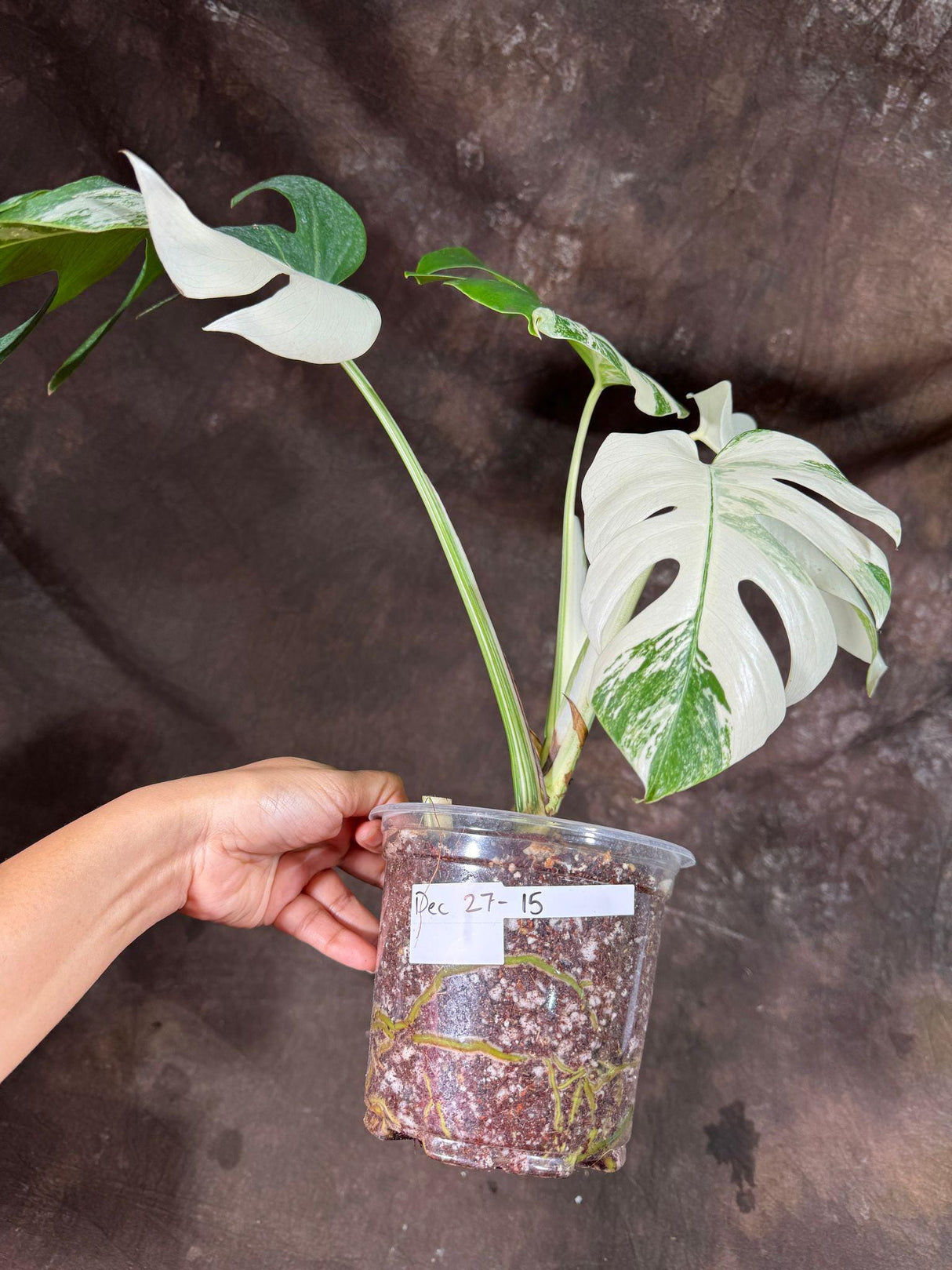 Variegated Monstera Albo Plant - Rare Indoor White Monstera Albo Borsigiana Plant - Albo Monstera - Rare Houseplant - Similar Plant