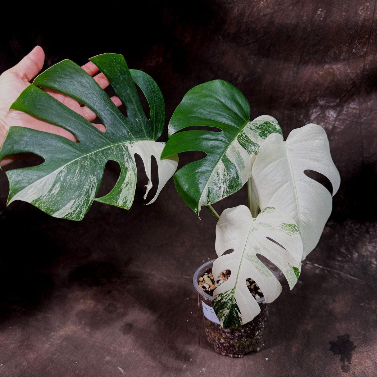 Variegated Monstera Albo Plant - Rare Indoor White Monstera Albo Borsigiana Plant - Albo Monstera - Rare Houseplant - Similar Plant