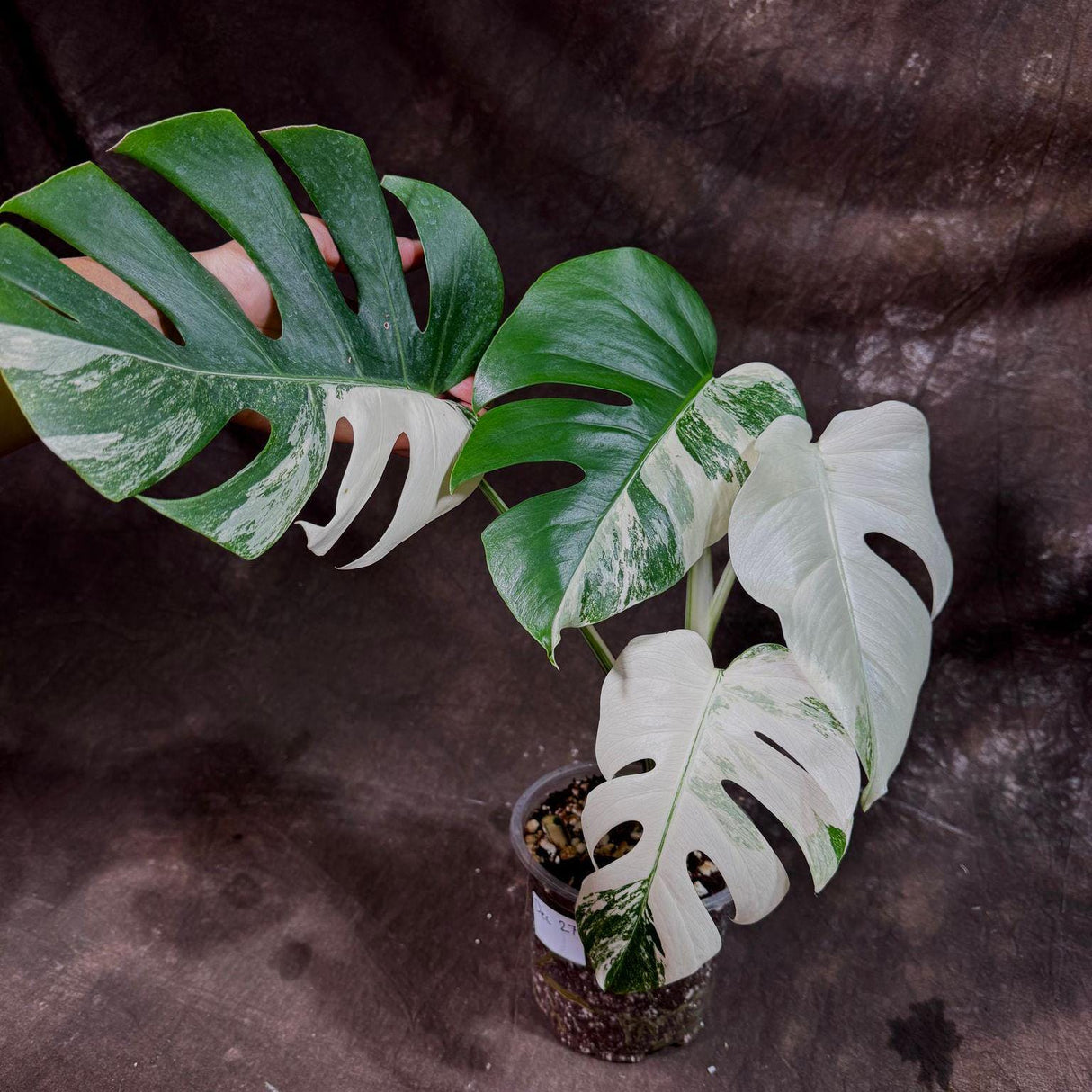 Variegated Monstera Albo Plant - Rare Indoor White Monstera Albo Borsigiana Plant - Albo Monstera - Rare Houseplant - Similar Plant