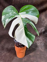 Variegated Monstera Albo Plant - Rare Indoor White Monstera Albo Borsigiana Plant - Single Leaf Plant - Rare Houseplant - Non-Exact