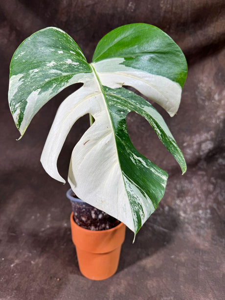 Variegated Monstera Albo Plant - Rare Indoor White Monstera Albo Borsigiana Plant - Single Leaf Plant - Rare Houseplant - Non-Exact