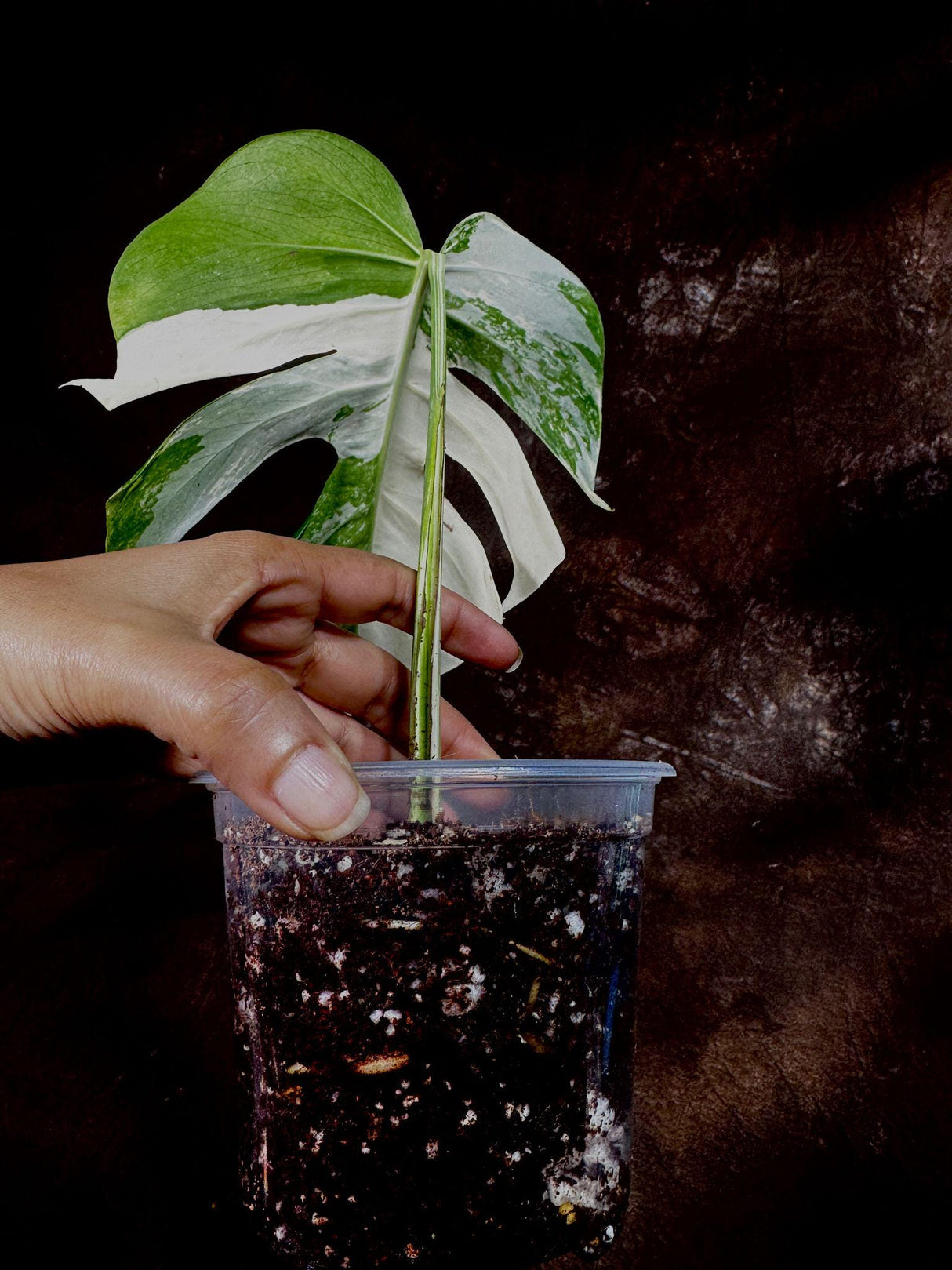 Variegated Monstera Albo Plant - Rare Indoor White Monstera Albo Borsigiana Plant - Single Leaf Plant - Rare Houseplant - Non-Exact