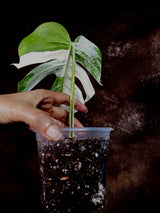 Variegated Monstera Albo Plant - Rare Indoor White Monstera Albo Borsigiana Plant - Single Leaf Plant - Rare Houseplant - Non-Exact