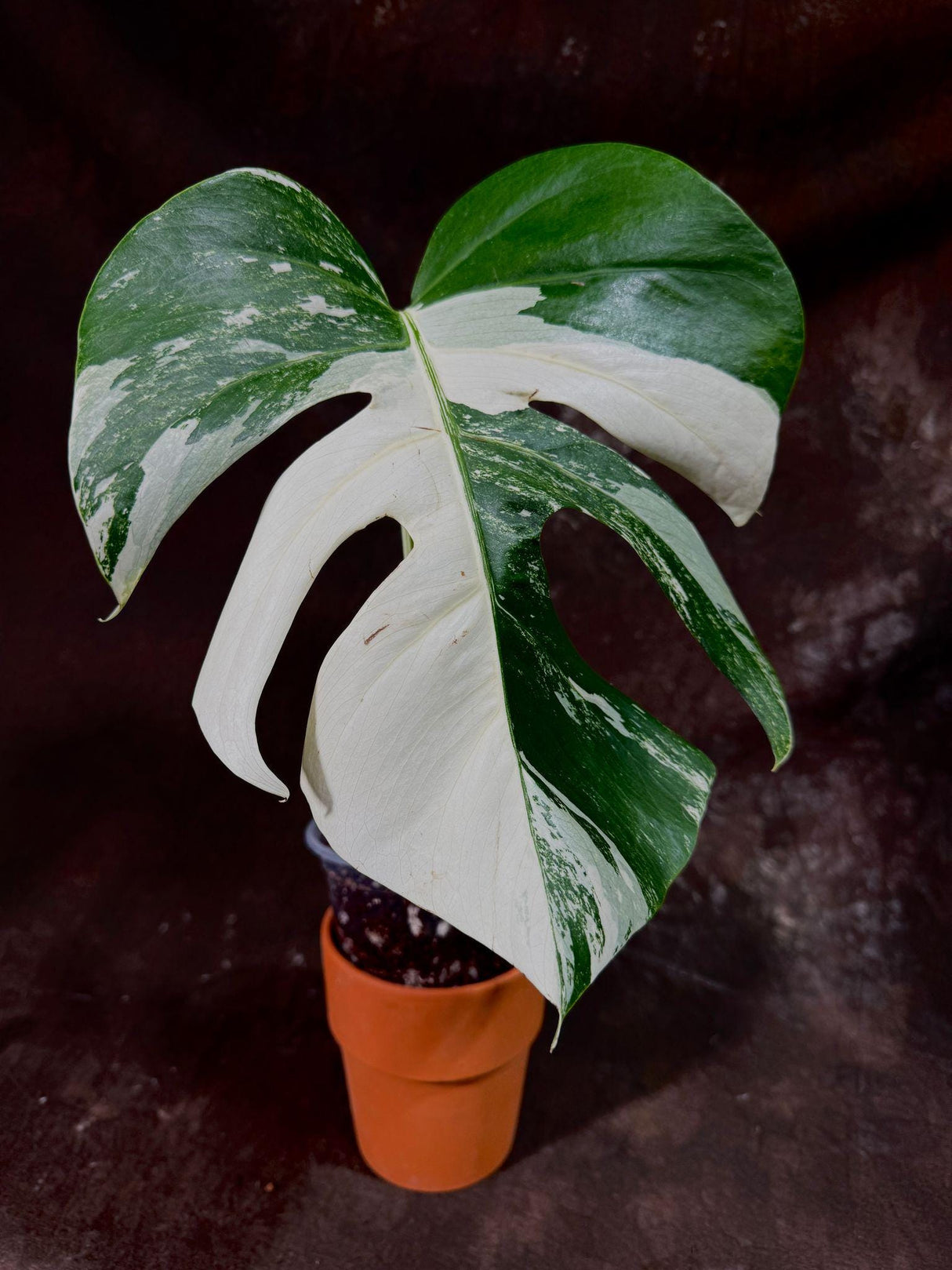 Variegated Monstera Albo Plant - Rare Indoor White Monstera Albo Borsigiana Plant - Single Leaf Plant - Rare Houseplant - Non-Exact