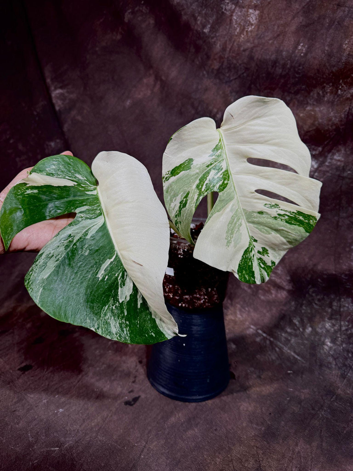 Variegated Monstera Albo Plant - Rare Indoor White Monstera Albo Borsigiana Plant - Gift for Mom - Rare Houseplant - Non-Exact