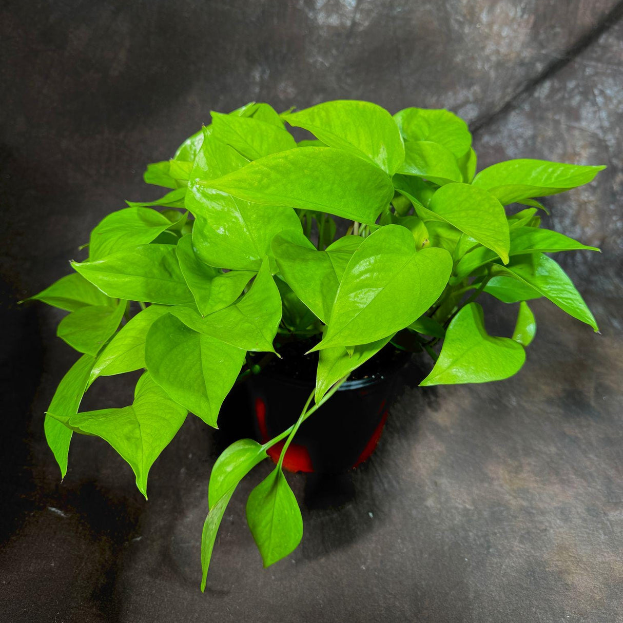 Neon Pothos Indoor Plant in a 6" Nursery Pot - Easy Care Low Light Live Plant - Neon Pothos Houseplant - Vining Plant - US Seller