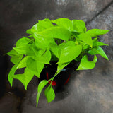 Neon Pothos Indoor Plant in a 6" Nursery Pot - Easy Care Low Light Live Plant - Neon Pothos Houseplant - Vining Plant - US Seller