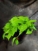 Neon Pothos Indoor Plant in a 6" Nursery Pot - Easy Care Low Light Live Plant - Neon Pothos Houseplant - Vining Plant - US Seller