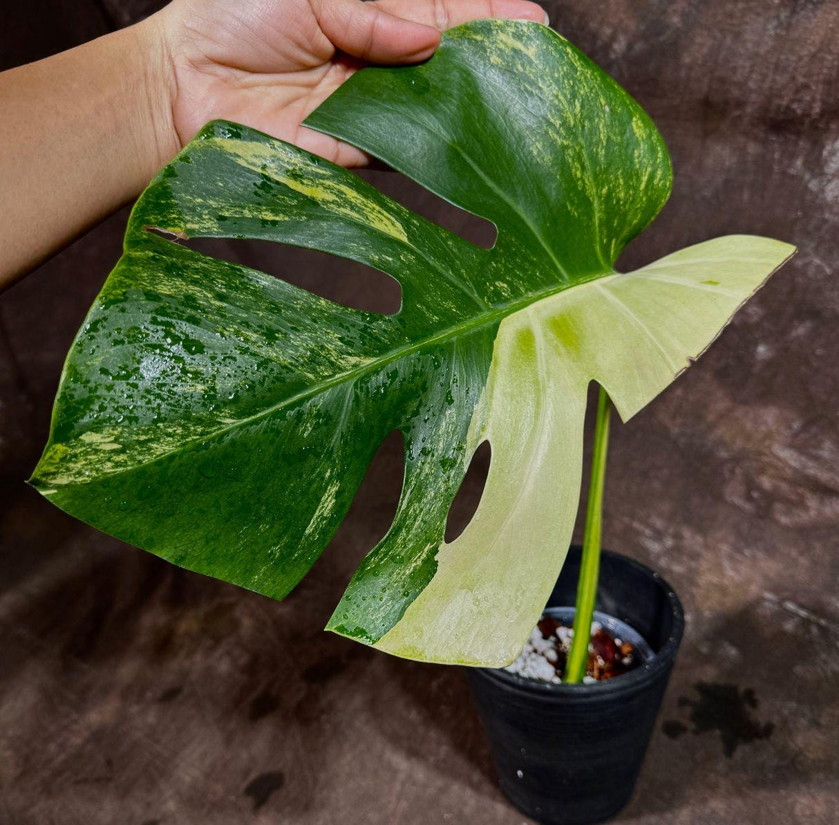 Monstera Aurea High Variegated Borsigiana in a Nursery Pot - Monstera Aurea Single Leaf Plant - Monstera Marmota - Non Exact - US Seller