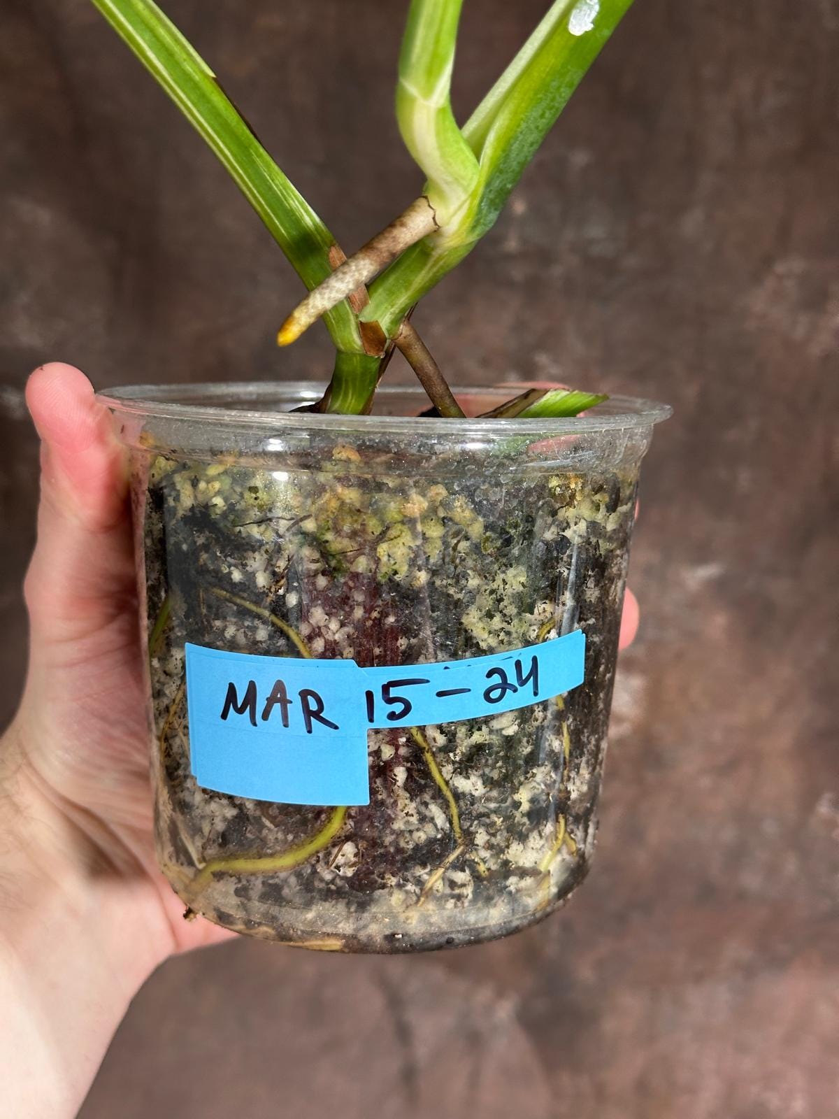 Variegated Monstera Albo Plant - Rare Indoor White Monstera Albo Borsigiana Plant- Baby Leaf Plant -US Seller -Rare Houseplant - Exact Plant