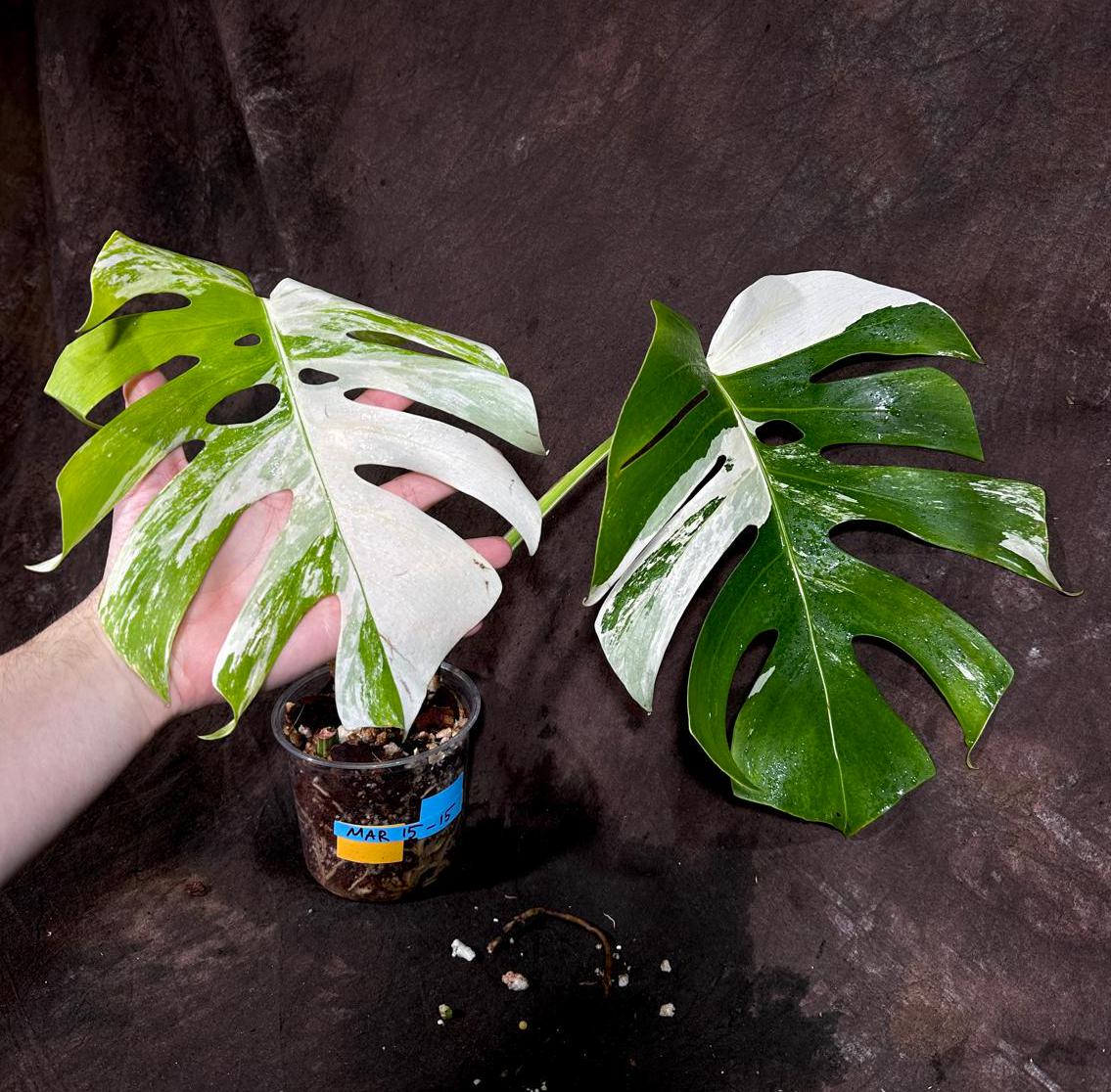 Variegated Monstera Albo Plant - Rare Indoor White Monstera Albo Borsigiana Plant - Large Form - US Seller -Rare Houseplant - Exact Plant