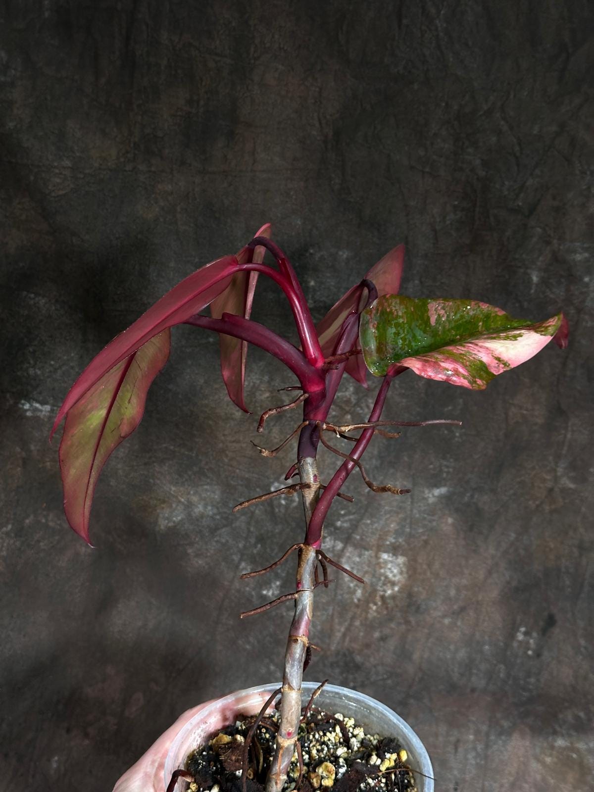Variegated Philodendron Strawberry Shake in a Nursery Pot - Pink Strawberry Shake RARE Collector Plant - Live Indoor Plant - Exact Plant