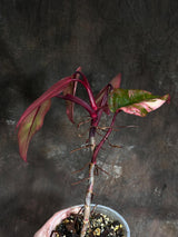Variegated Philodendron Strawberry Shake in a Nursery Pot - Pink Strawberry Shake RARE Collector Plant - Live Indoor Plant - Exact Plant