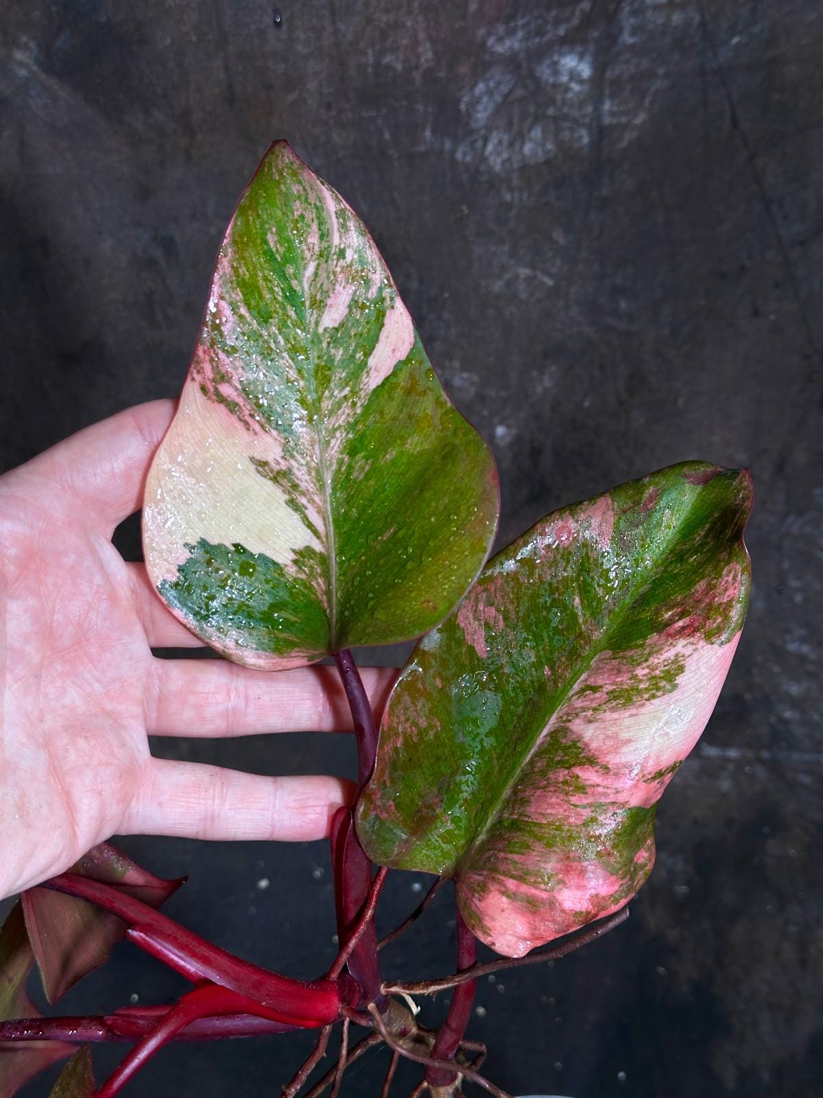 Variegated Philodendron Strawberry Shake in a Nursery Pot - Pink Strawberry Shake RARE Collector Plant - Live Indoor Plant - Exact Plant