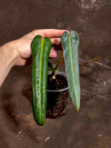 Philodendron Spiritus Sancti Starter Plant in a Nursery Pot - Rare Aroid Plant - Low Light Indoor Plant - Rare Collector Plant - Exact Plant