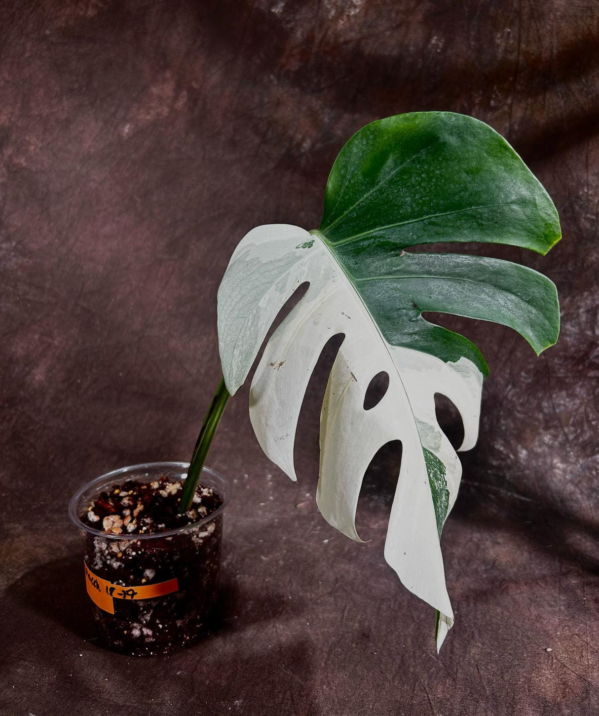 Variegated Monstera Albo Plant - Rare Indoor White Monstera Albo Borsigiana Plant - Large Form - Indoor Plant - Rare Houseplant -EXACT Plant