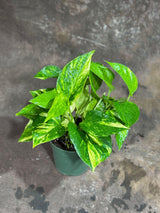 Golden Pothos in a 4" Nursery Pot - Easy Care Low light Indoor Plant - Devils Ivy Lucky Houseplant Air Purifier - Housewarming Gift Plant