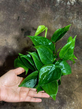 4" Jade Heart Leaf Philodendron Bulk 10 Pots – Live Philodendron Cordatum Plants (Case of 10 Pots)