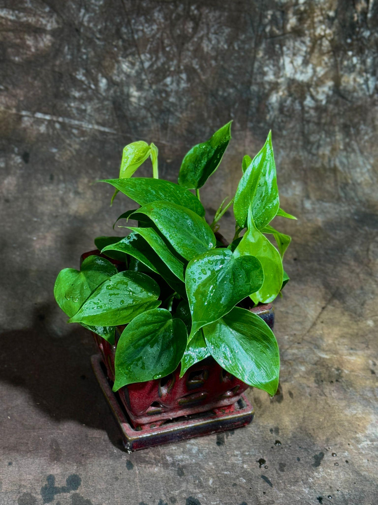 4" Jade Heart Leaf Philodendron Bulk 10 Pots – Live Philodendron Cordatum Plants (Case of 10 Pots)