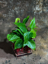 4" Jade Heart Leaf Philodendron Bulk 10 Pots – Live Philodendron Cordatum Plants (Case of 10 Pots)