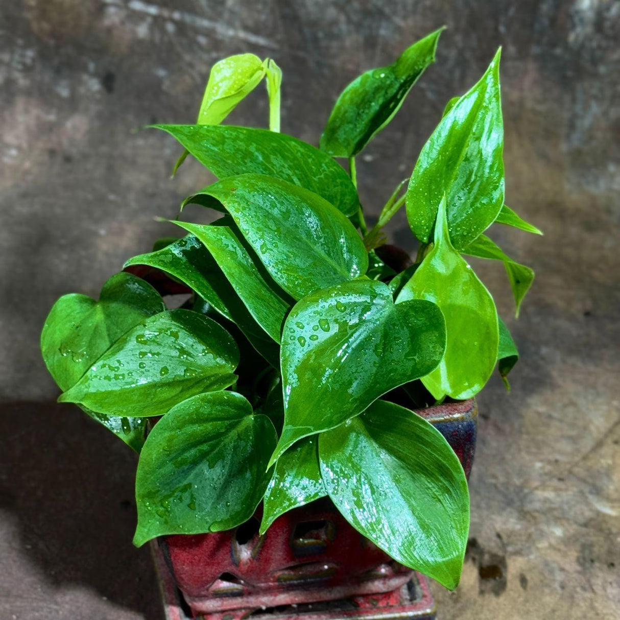 4" Jade Heart Leaf Philodendron Bulk 10 Pots – Live Philodendron Cordatum Plants (Case of 10 Pots)