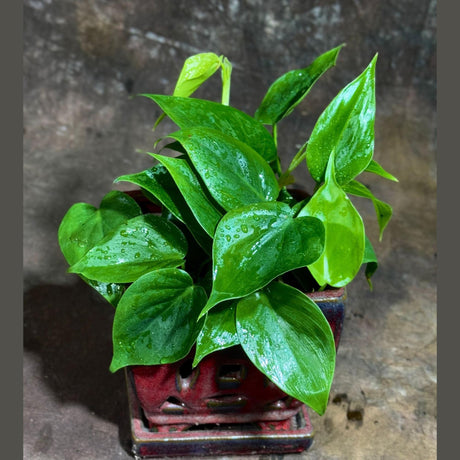 Bulk Jade Heart Leaf Philodendron 4" - Set of 10 Live Philodendron Cordatum Plants - Easy Care Indoor Trailing Houseplant