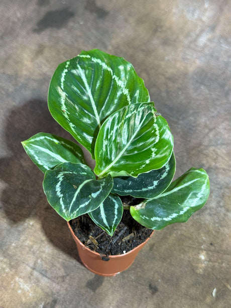 Calathea Roseopicta Medallion Plant in a 2" Nursery Pot- Indoor Potted Evergreen Houseplant - Rose-Painted Calathea Medallion -Starter Plant