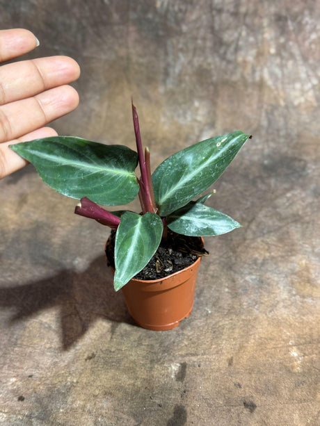 Stromanthe Triostar Live Rare Indoor Plant in a 2" Nursery Pot - Stromanthe Triostar - Prayer Plant - Indoor Calathea - Sanguinea Plant