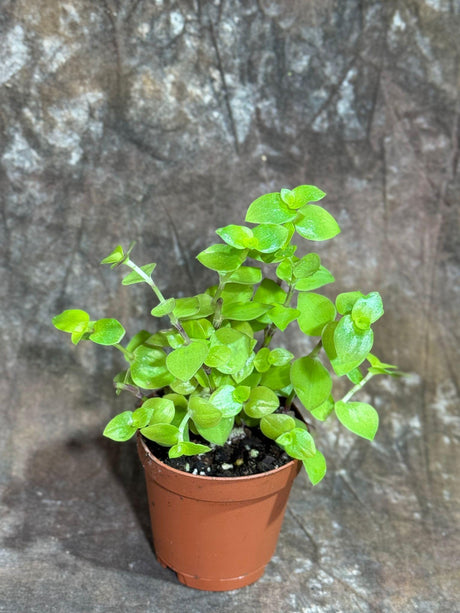 Callisia Repens Gold Live Plant 2" Grow pot | Starter Plant | Golden Form | Tradescantia Succulent Houseplant Live | Low Light Indoor Plant