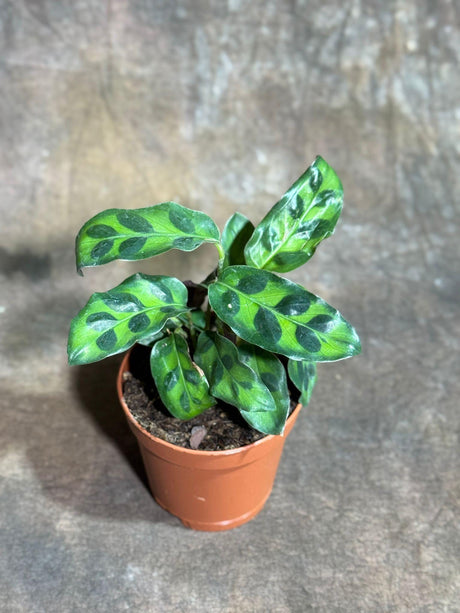 Rare Calathea Lancifolia in 2" Grow Pot - Air Purifier Plant - Terrarium Plant For Kids - Pet Friendly Plant - Housewarming Gift Houseplant