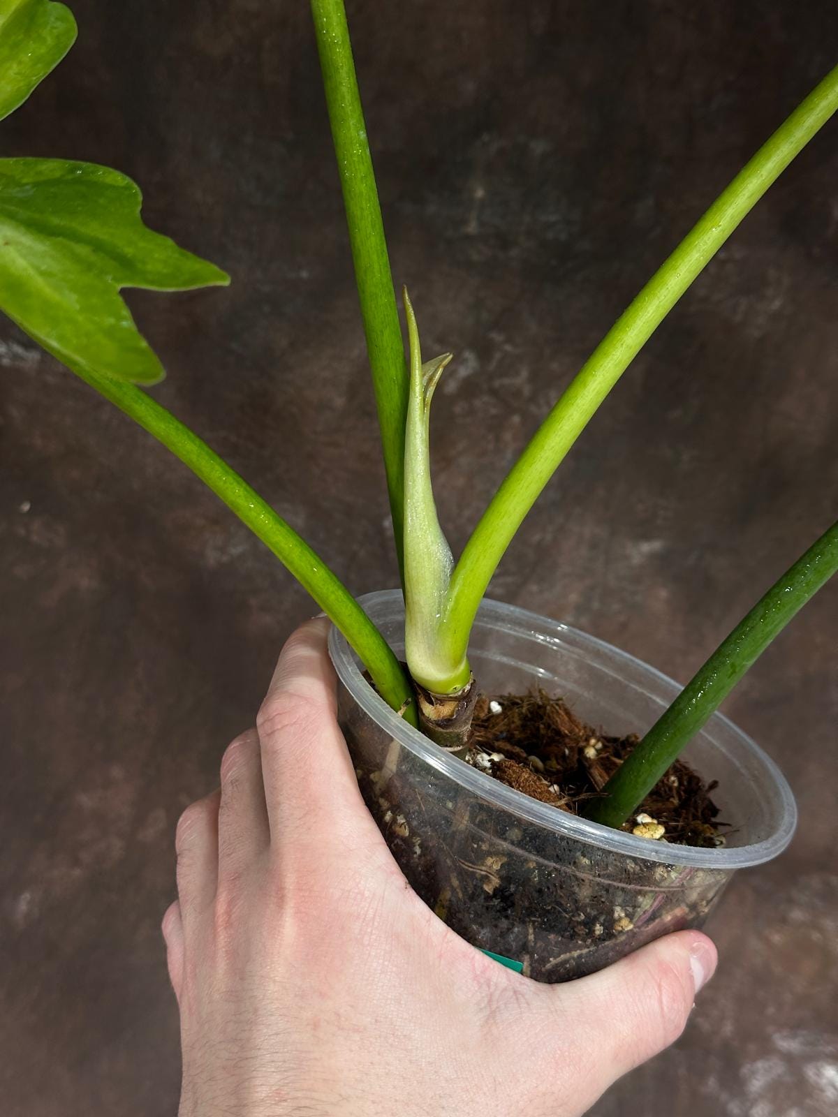 Philodendron Radiatum Variegated Exact Plant - US SELLER Rare - Indoor Rare Plant US seller