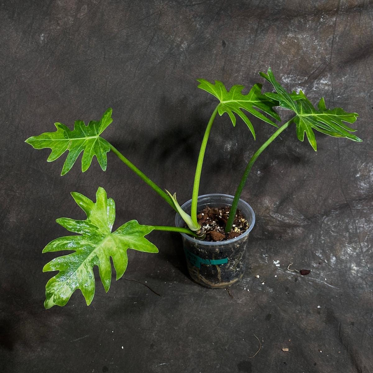 Philodendron Radiatum Variegated Exact Plant - US SELLER Rare - Indoor Rare Plant US seller