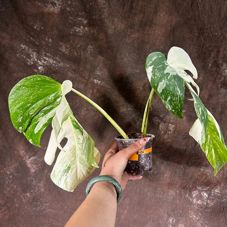 Variegated Monstera Albo Plant - Rare Indoor White Monstera Albo Borsigiana Plant - Large Form - Indoor Plant - Rare Houseplant -EXACT Plant