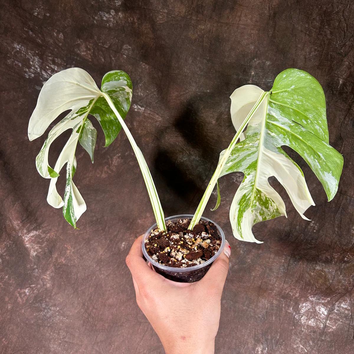 Variegated Monstera Albo Plant - Rare Indoor White Monstera Albo Borsigiana Plant - Large Form - Indoor Plant - Rare Houseplant -EXACT Plant