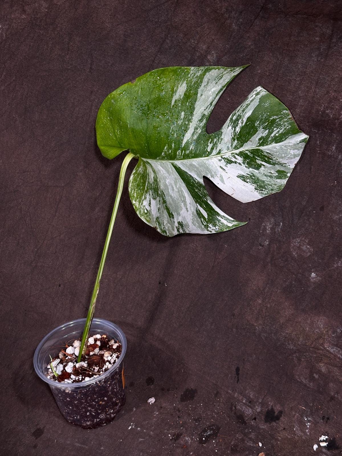 Variegated Monstera Albo Plant - Rare Indoor White Monstera Albo Borsigiana Plant - Single Leaf Plant - Rare Houseplant -EXACT Plant