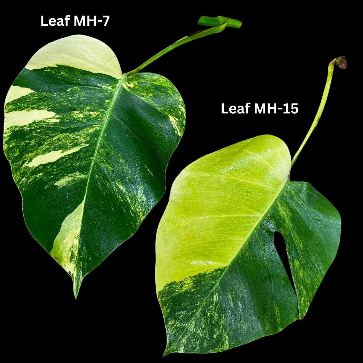 Monstera Borsigiana Aurea Variegated Cutting - Monstera Aurea Variegata - Monstera Marmota cut and pot