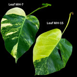 Monstera Borsigiana Aurea Variegated Cutting - Monstera Aurea Variegata - Monstera Marmota cut and pot