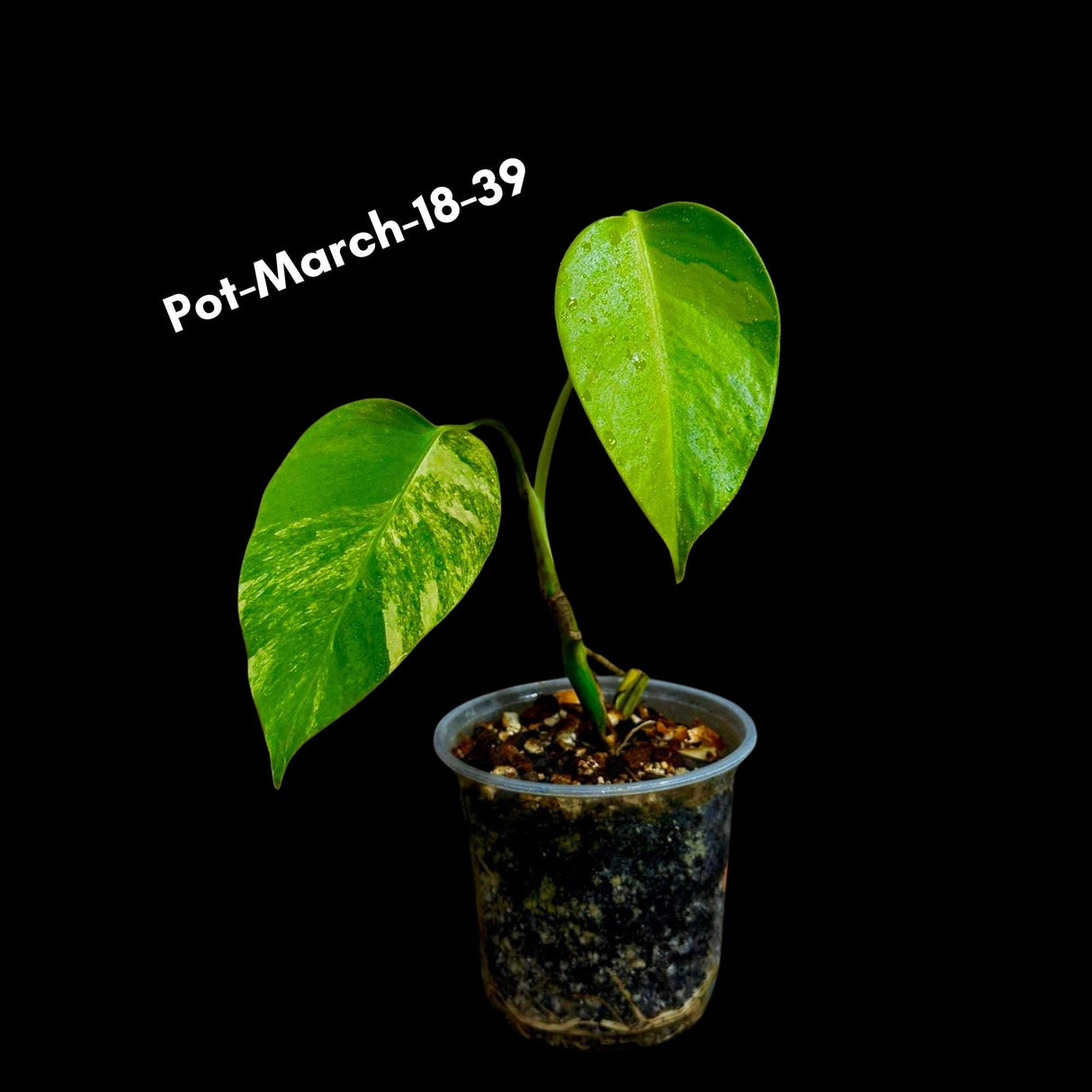 Monstera Borsigiana Aurea Variegated Cutting - Monstera Aurea Variegata - Monstera Marmota cut and pot