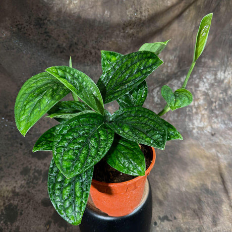 RARE Monstera Peru Plant in a 6" Nursery Pot - Low Maintenance Indoor Plants - Air Purifier Gift Houseplant - Office Plant - Gift Plant