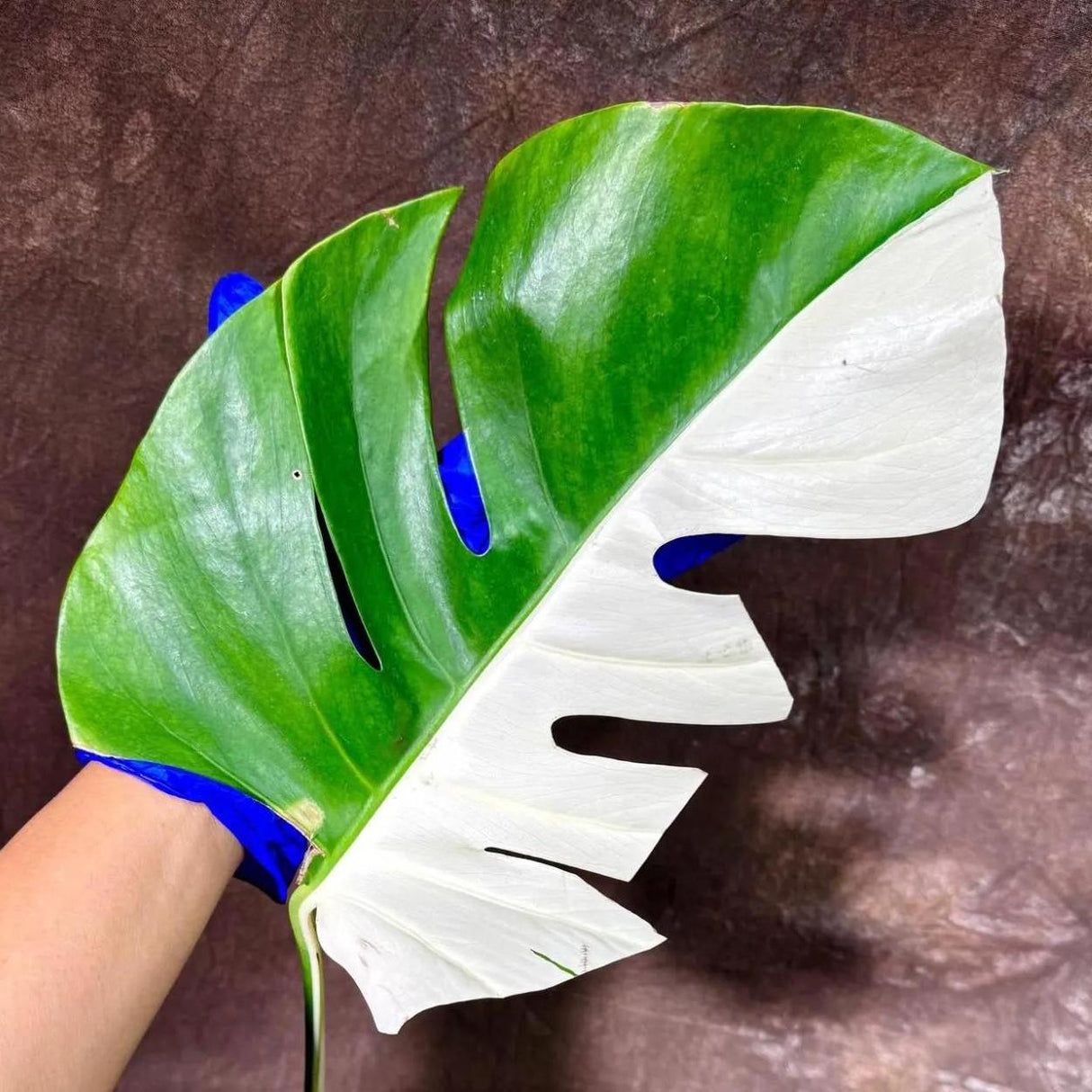 Variegated Monstera Albo Plant - Rare Indoor White Monstera Albo Borsigiana Plant - Large Form - US Seller - Rare Houseplant
