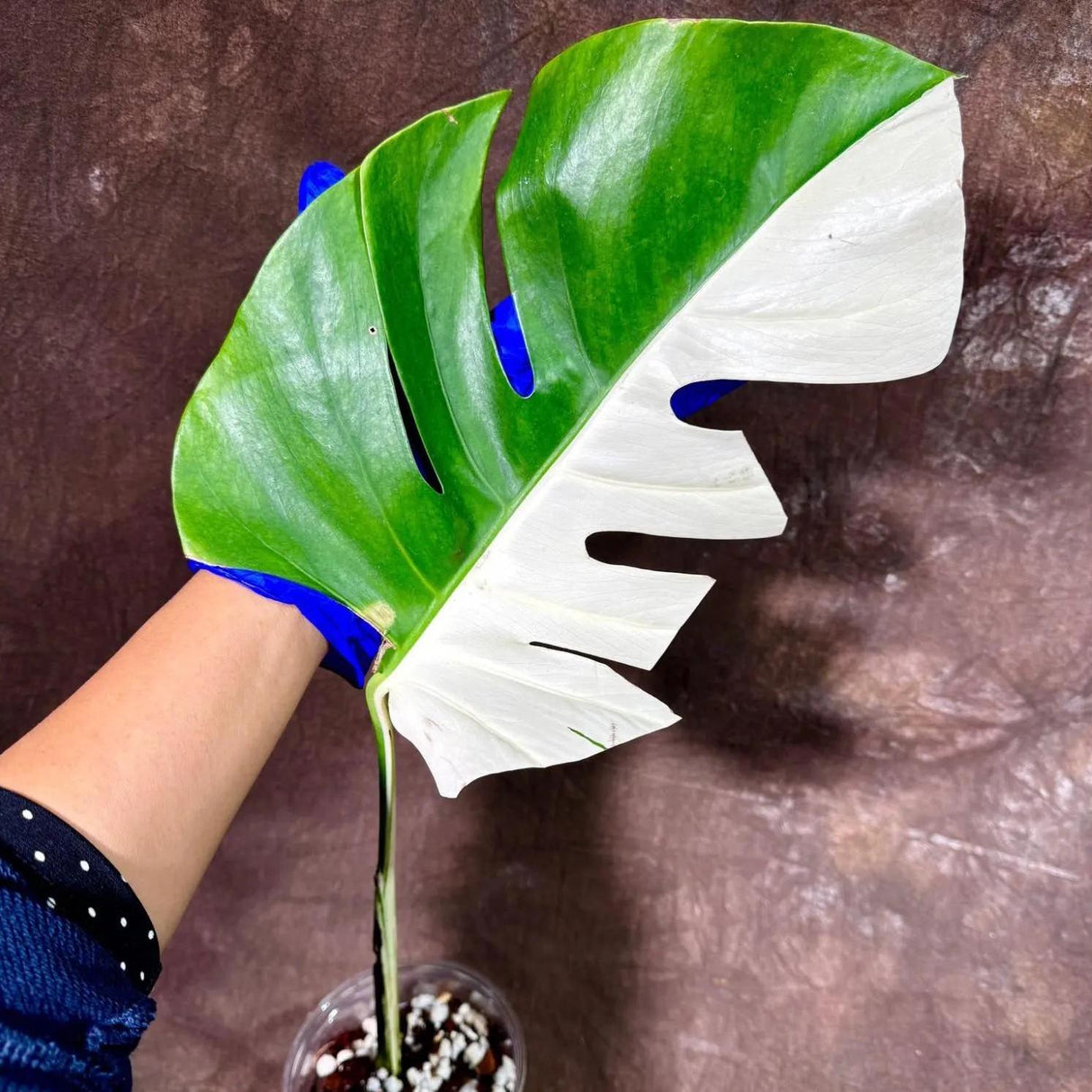 Variegated Monstera Albo Plant - Rare Indoor White Monstera Albo Borsigiana Plant - Large Form - US Seller - Rare Houseplant
